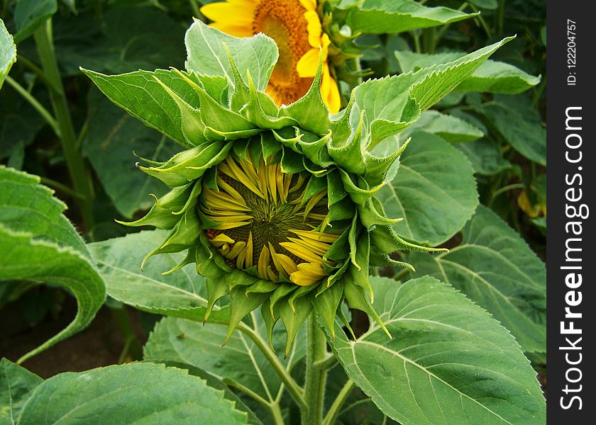 Flower, Sunflower, Plant, Daisy Family