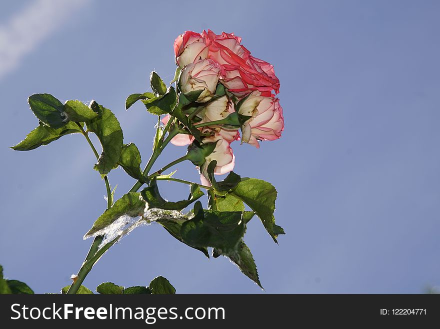 Flower, Plant, Rose Family, Flowering Plant