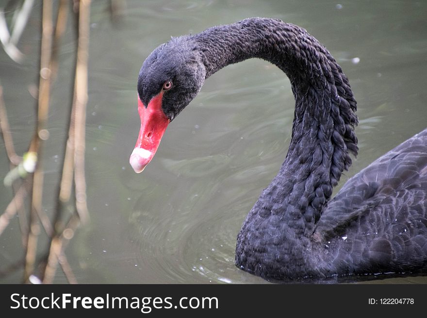 Black Swan, Beak, Water Bird, Bird