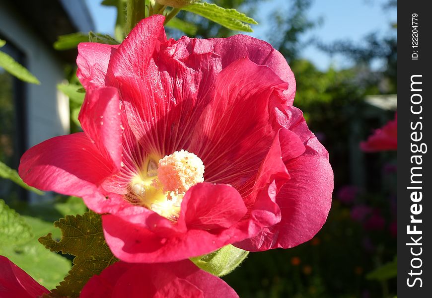 Flower, Pink, Plant, Flowering Plant