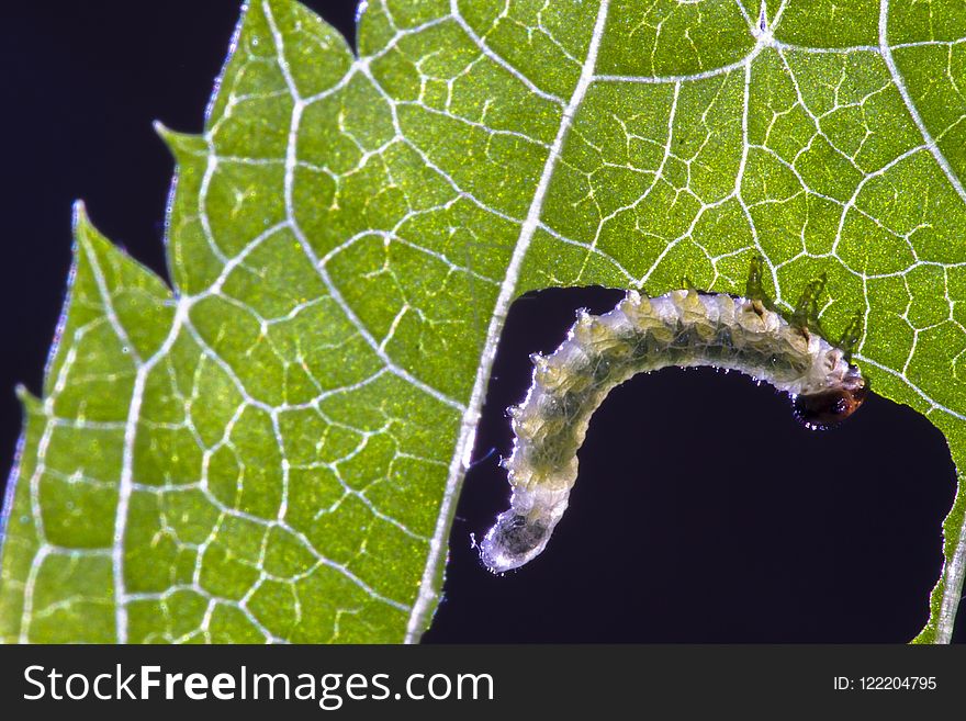Leaf, Larva, Invertebrate, Caterpillar
