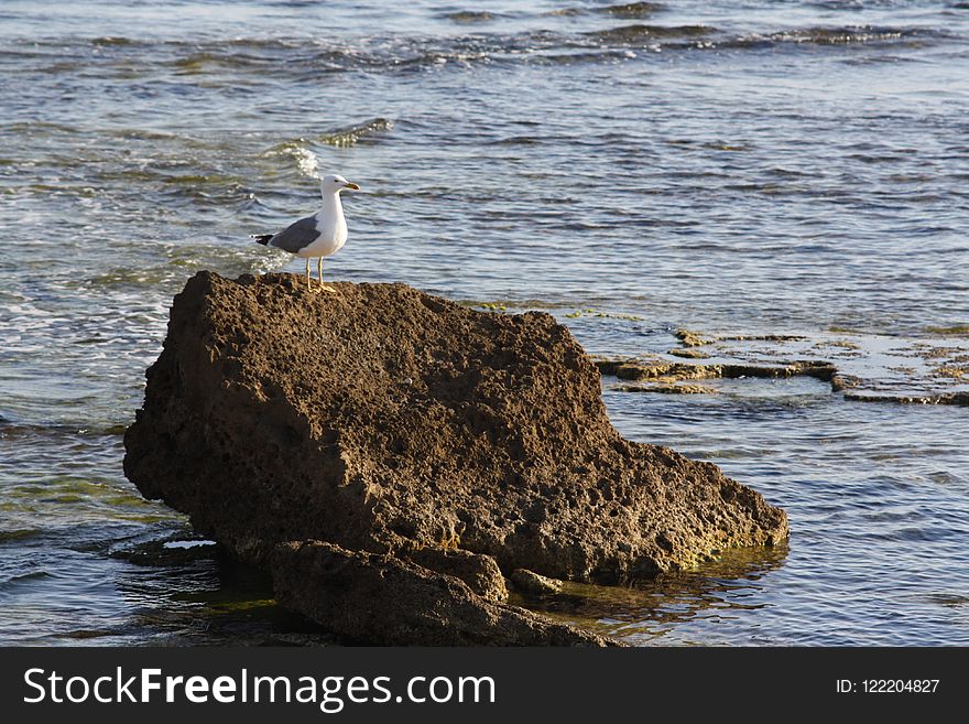 Bird, Fauna, Seabird, Sea