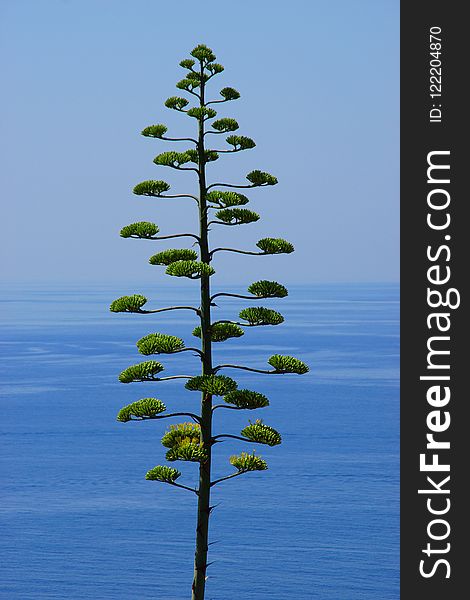 Tree, Sky, Woody Plant, Vegetation