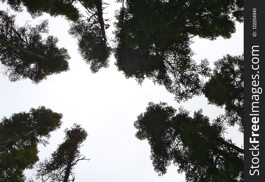 Sky, Tree, Woody Plant, Leaf