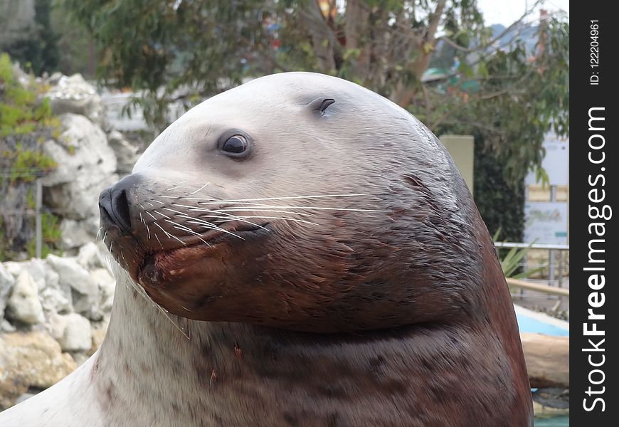 Seals, Fauna, Mammal, Harbor Seal