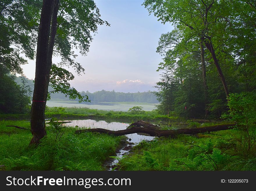 Nature, Nature Reserve, Vegetation, Water