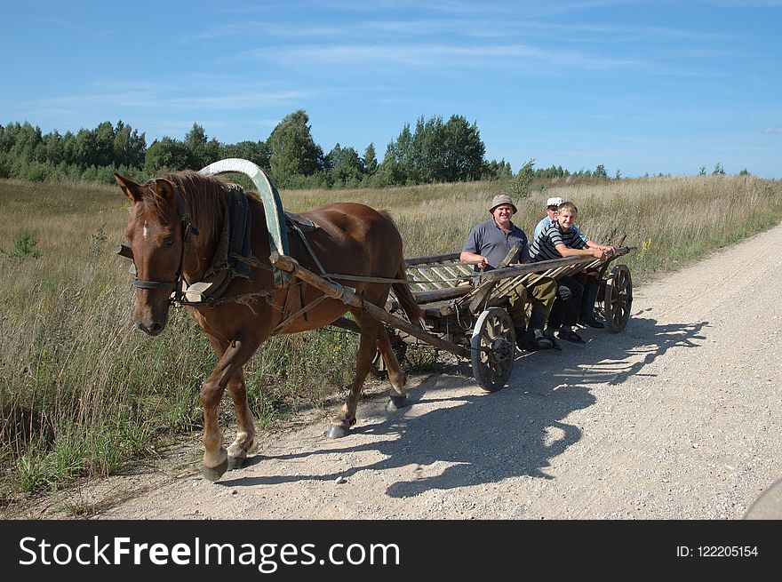 Horse Harness, Horse And Buggy, Cart, Mode Of Transport