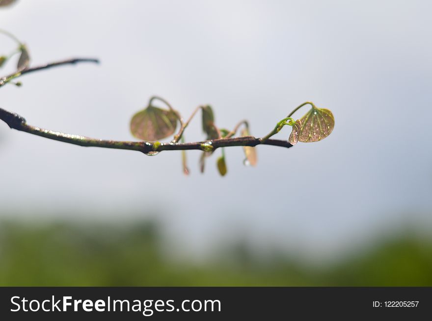 Branch, Flora, Twig, Macro Photography