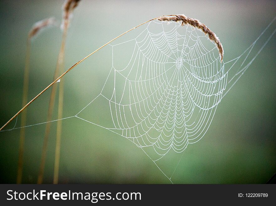 woven web of the spider, dew on a spider web. woven web of the spider, dew on a spider web