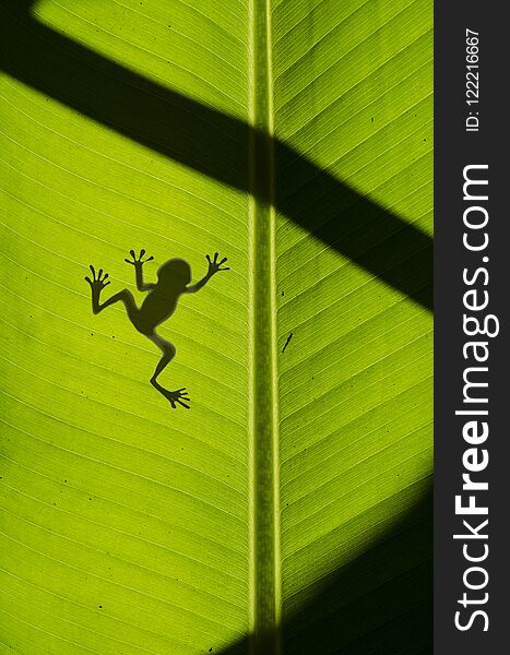 Silhouette of frog on banana leaf