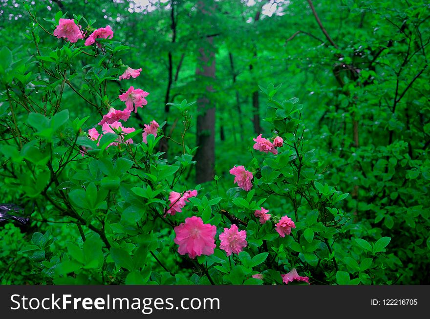 Beautiful Pink Flowers with a Vibrant Color