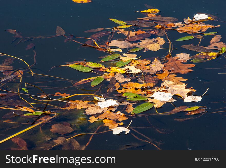 Texture, Background. The Leaves From The Trees Fell Into The Pond, Autumn