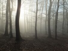 Pale Sun Casting Shadows In A Misty Forest Royalty Free Stock Image