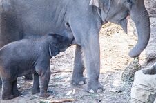 Baby Asian Elephant Elephas Maximus Get Feeding From Its Mother. Royalty Free Stock Image