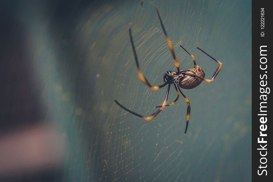 Creepy spider searching web for food