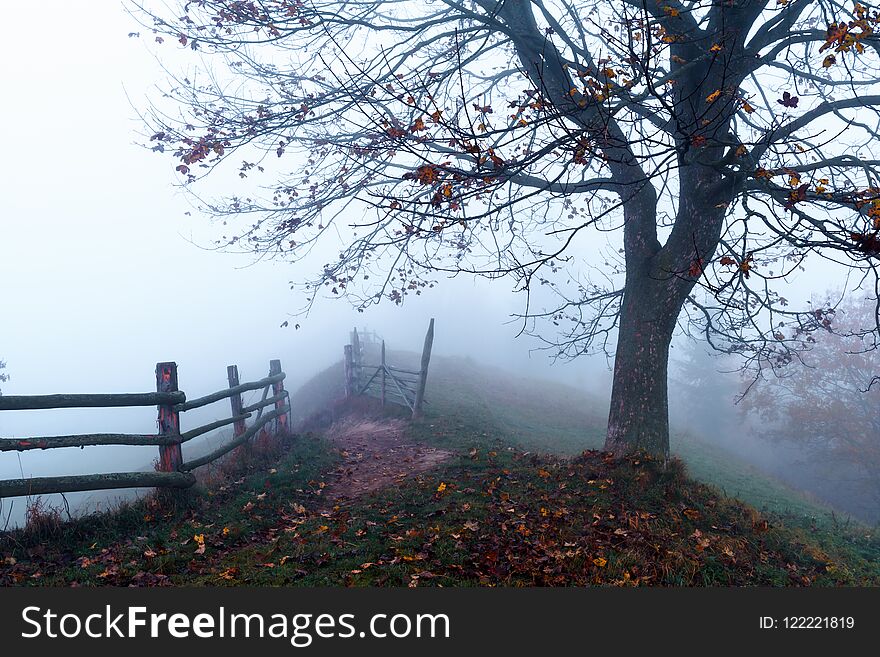 Amazing scene on autumn mountains. Alone naked tree in fantastic morning mist. Carpathians, Europe. Landscape photography