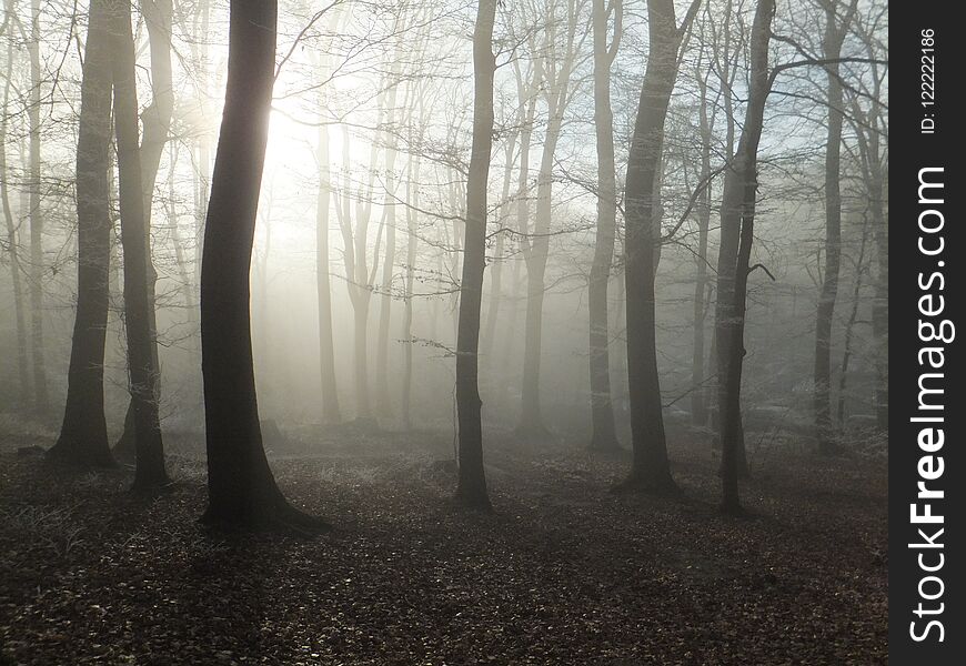Pale sun casting shadows in a misty forest