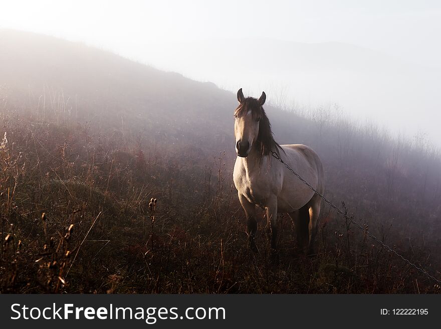 Horse in foggy meadow in mountains valley