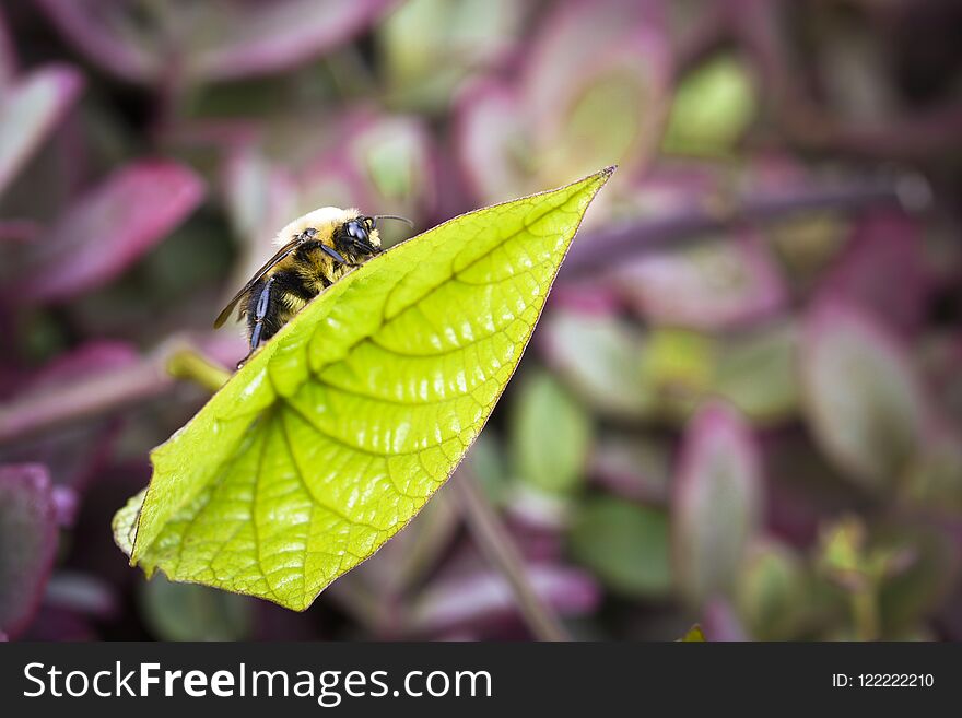 Insect on leaf in garden.