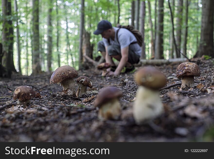 Man collect mushrooms in summer forest