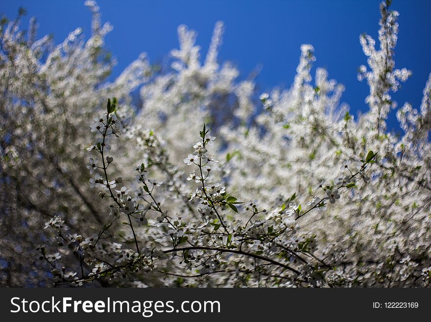 Flowering branches of a tree.