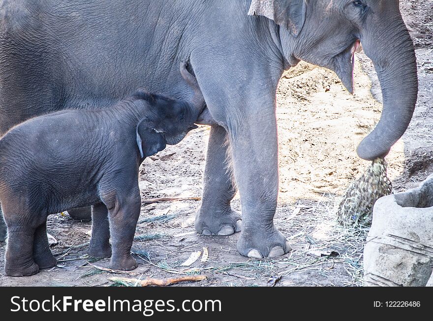 Baby Asian Elephant Elephas Maximus Get Feeding From Its Mother.