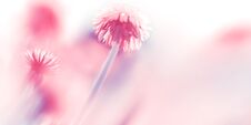 Natural Summer Background. Beautiful Pink Fairy Dandelions In The Sunlight. Artistic Macro Image In Pink Tone. Free Space. Royalty Free Stock Image