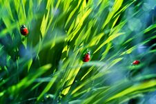 Natural Summer Background. A Group Of Ladybirds In The Green Fresh Summer Grass. Royalty Free Stock Image