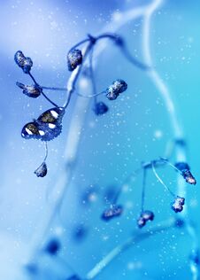 Beautiful Butterfly And Blue Wild Berries In The Snow And Frost On A Blue Background. Snowing. Artistic Winter Natural Image. Sel Stock Images Beautiful Butterfly And Blue Wild Berries In The Snow And Frost On A Blue Background. Snowing. Artistic Winter Natural Image. Sel Stock Images