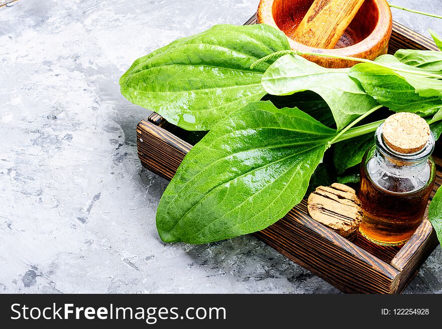 Leaf of greater plantain in a box with pharmaceutical bottle. Leaf of greater plantain in a box with pharmaceutical bottle