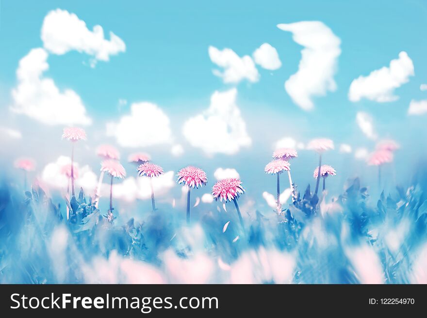 Delicate pink flowers on blue sky background with clouds. Summer spring natural image. Pastel shades