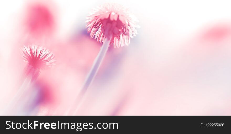 Natural summer background. Beautiful pink fairy dandelions in the sunlight. Artistic macro image in pink tone. Free space.