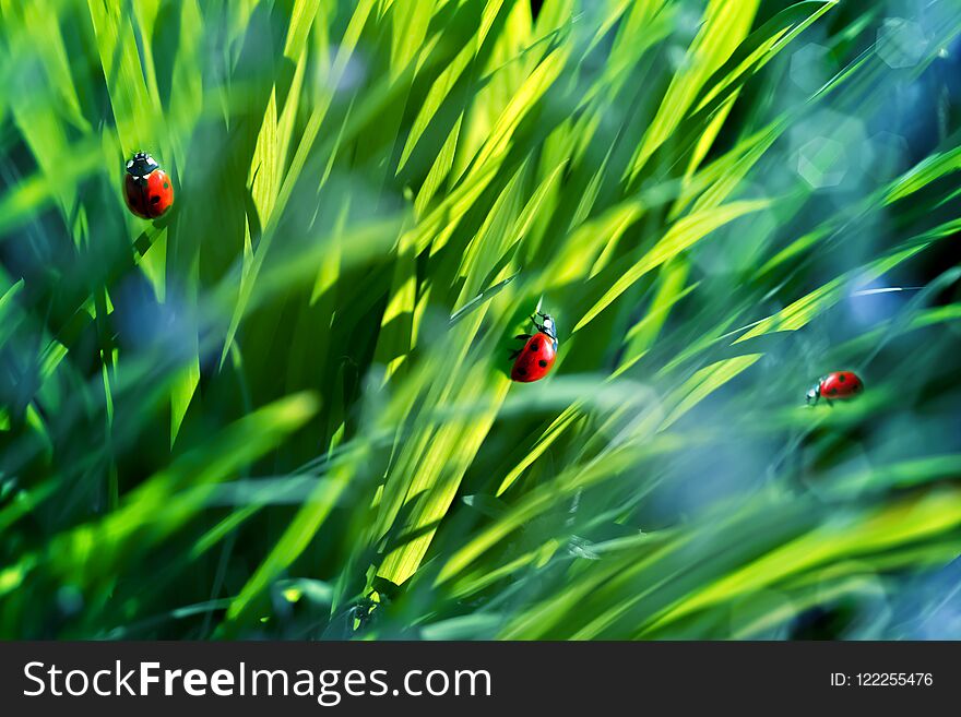 Natural summer background. A group of ladybirds in the green fresh summer grass. Artistic summer image.