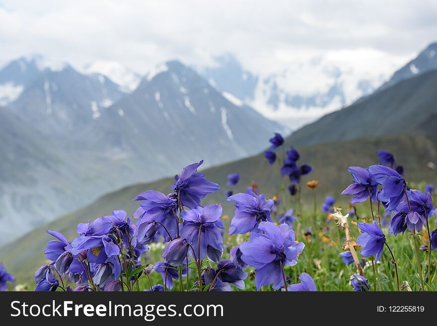 Alpine flowers grow high in the mountains in the background of the mountain and clouds. Altai, the Belukha mountain. Alpine flowers grow high in the mountains in the background of the mountain and clouds. Altai, the Belukha mountain.