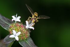 Macro Photo Of Hoverfly Sucking Nectar From Flower Isolated On B Stock Image