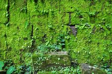 Moss On Ruined Walls At Vat Phou In Champasak. Royalty Free Stock Image