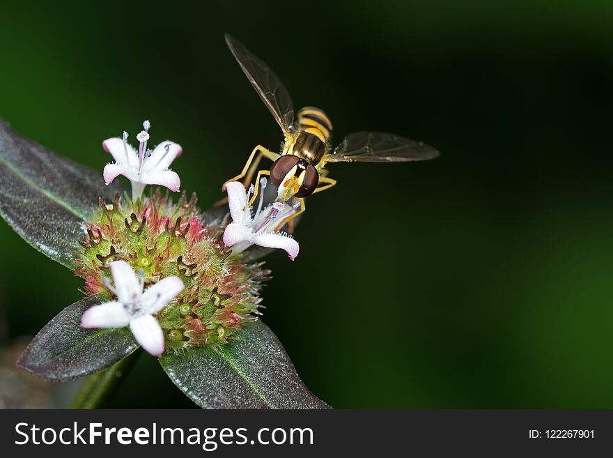 Macro Photo of Hoverfly Sucking Nectar from Flower Isolated on B