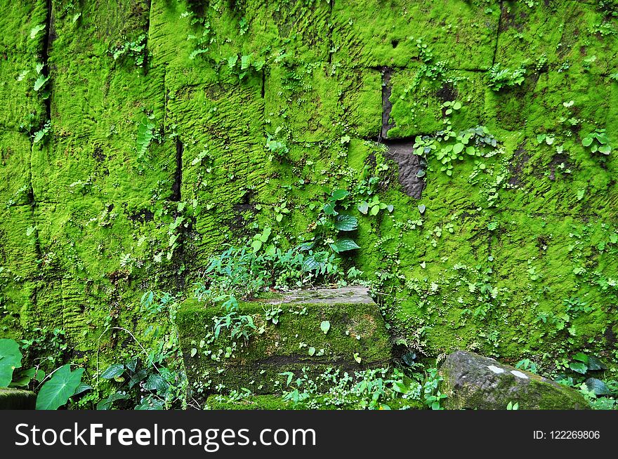 Moss on ruined walls at Vat Phou in Champasak.