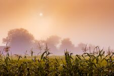 Rural Landscape. Through The Morning Fog Is Looks Through The Sun . Planting Corn On The Background Of A Misty Sky_ Royalty Free Stock Photo