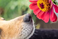 The Dog Sniffs The Pink Flower Of Zinnia. Close-up_ Royalty Free Stock Photography The Dog Sniffs The Pink Flower Of Zinnia. Close-up_ Royalty Free Stock Photography