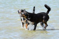 Two Bernese Mountain Dogs Run Along The Coas Royalty Free Stock Photography