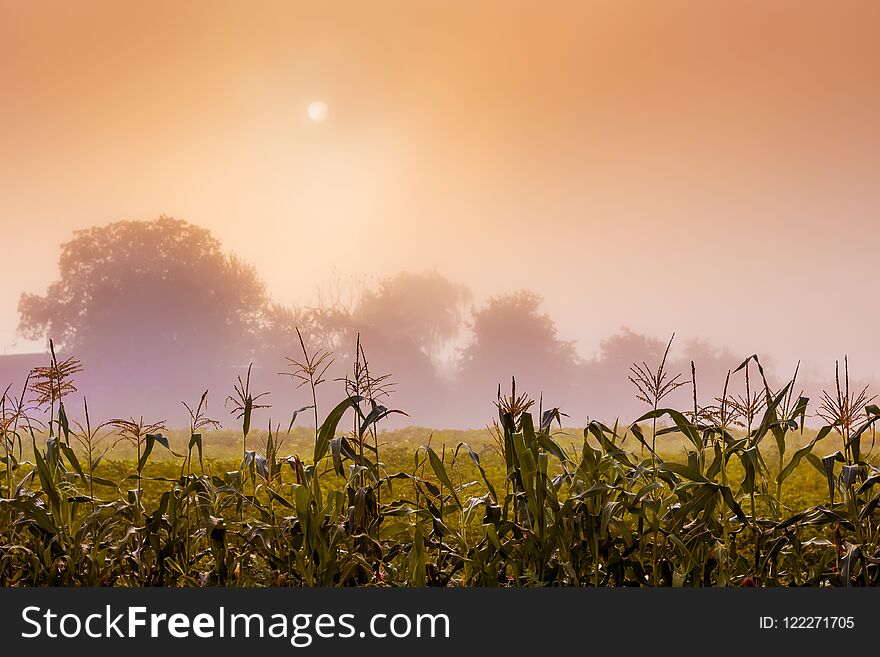 Rural Landscape. Through The Morning Fog Is Looks Through The Sun . Planting Corn On The Background Of A Misty Sky_