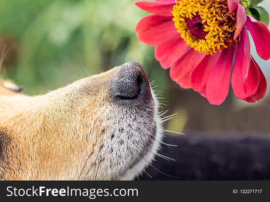 The dog sniffs the pink flower of zinnia. Close-up_