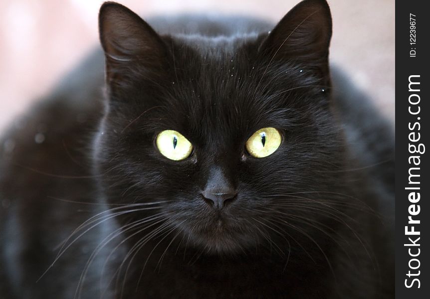 Close up on black cat