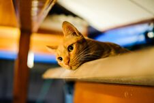 Brown Cat Sleep Alone Royalty Free Stock Photography