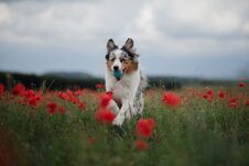 Dog In A Poppy Field. Australian Shepherd In Colors. Stock Image
