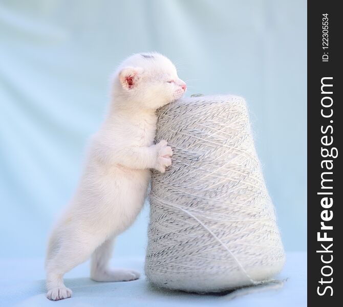 Tender and fluffy white kitten plays with a ball of yarn