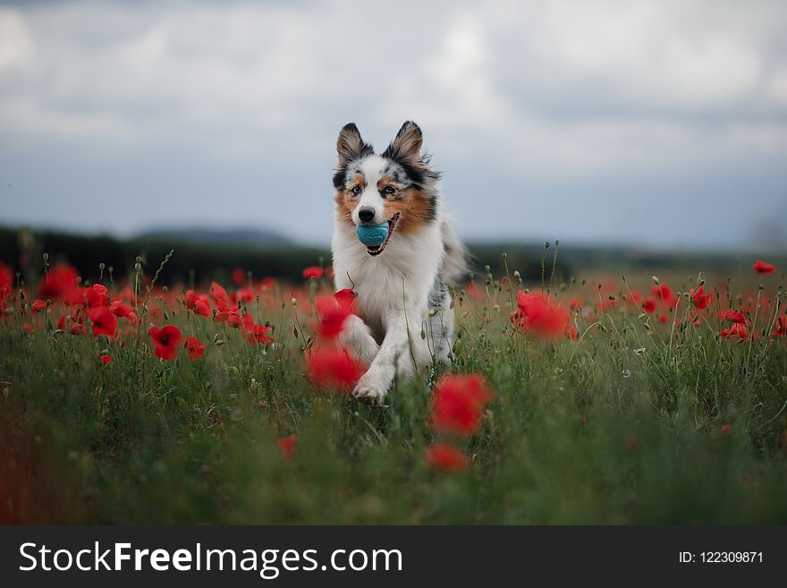 Dog in a poppy field. Australian Shepherd in colors. active pet in nature