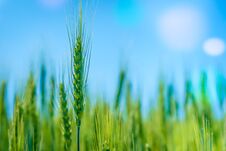 Photo Green Wheat Field. Cultivation Of Grain Crops. Royalty Free Stock Photos