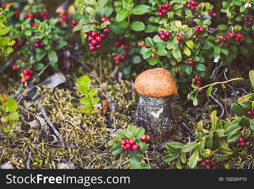 Macro photo of orange-cap boletus on wooden backfround. Wild mushroom. Leccinum aurantiacum. Macro photo of orange-cap boletus on wooden backfround. Wild mushroom. Leccinum aurantiacum.